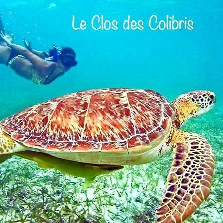 Lodge Colibris Piscine Privee Vue Panoramique Mer Et Montagne Pelee , 500 M Plage Dans Un Parc , Calme Assure Ideal Pour Decouvrir Le Nord Caraibes Le Carbet Dış mekan fotoğraf