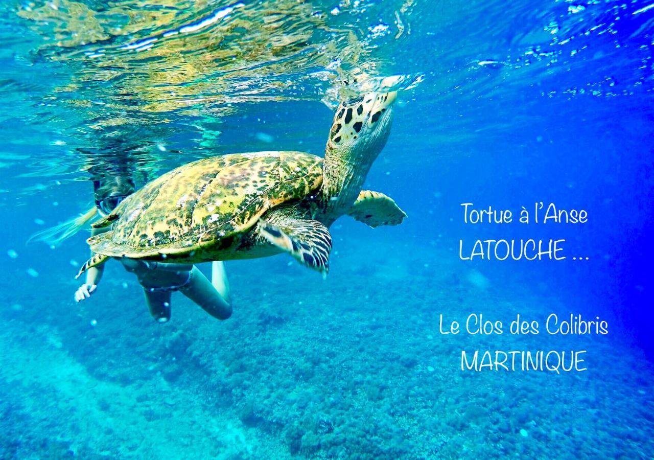 Lodge Colibris Piscine Privee Vue Panoramique Mer Et Montagne Pelee , 500 M Plage Dans Un Parc , Calme Assure Ideal Pour Decouvrir Le Nord Caraibes Le Carbet Dış mekan fotoğraf