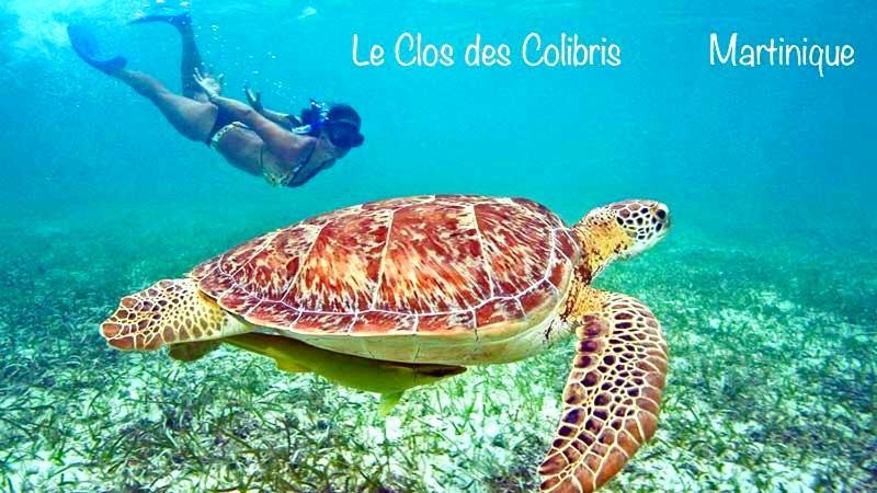 Lodge Colibris Piscine Privee Vue Panoramique Mer Et Montagne Pelee , 500 M Plage Dans Un Parc , Calme Assure Ideal Pour Decouvrir Le Nord Caraibes Le Carbet Dış mekan fotoğraf